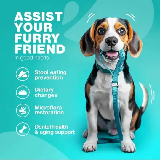 Stool - No - More Dog Chews: Digestive & Immune Health - Osacean Sky Logistics